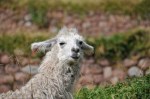 Llama Huchy Cusco Peru, (c) O.Boundy