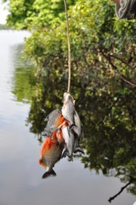 Piranha (c) O.Boundy